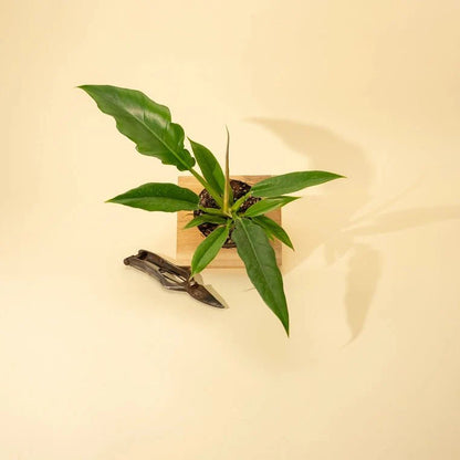  Philodendron 'Jungle Boogie'