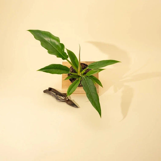  Philodendron 'Jungle Boogie'