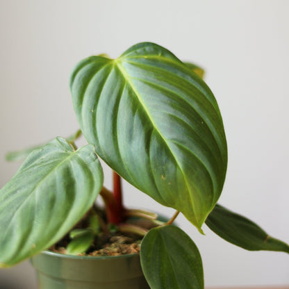  Philodendron 'McDowell' - Rare McDowell Philodendron - 4.5 Inch