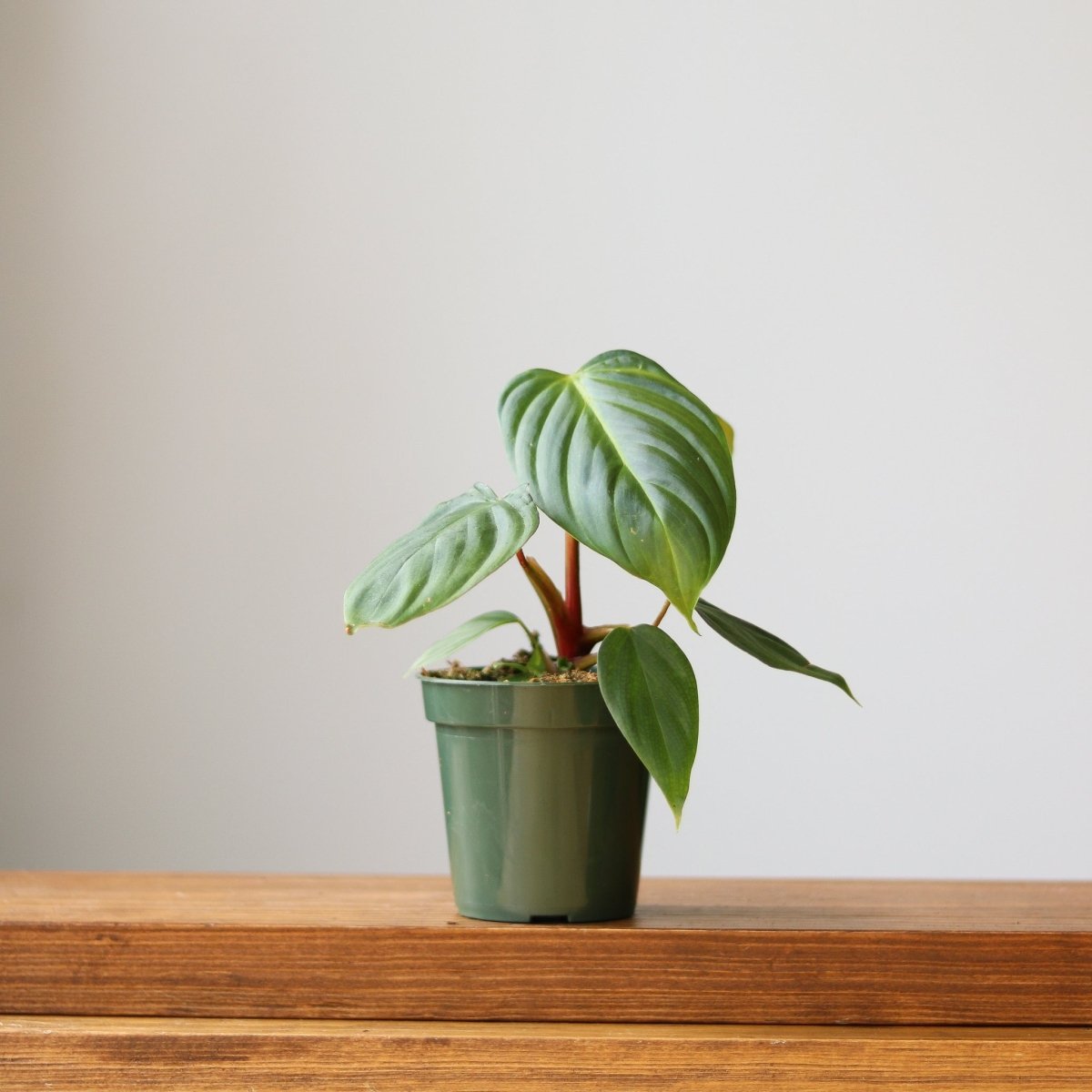  Philodendron 'McDowell' - Rare McDowell Philodendron - 4.5 Inch