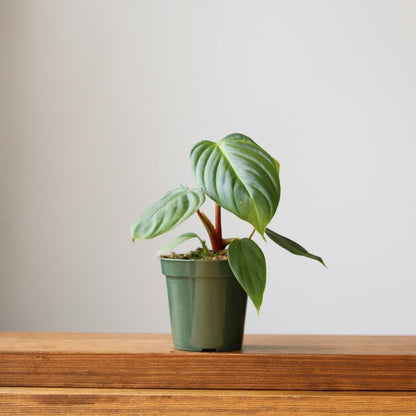  Philodendron 'McDowell' - Rare McDowell Philodendron - 4.5 Inch