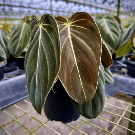  Philodendron Melanochrysum – Black Gold Philodendron | Rare Aroid