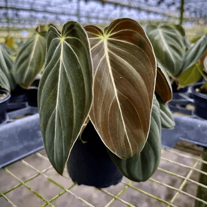  Philodendron Melanochrysum – Black Gold Philodendron | Rare Aroid