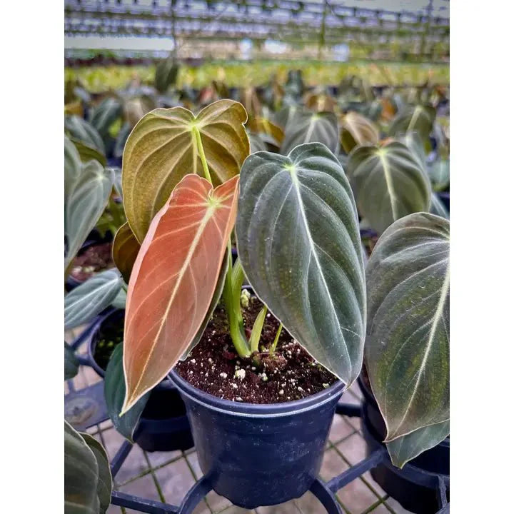  Philodendron Melanochrysum – Black Gold Philodendron | Rare Aroid