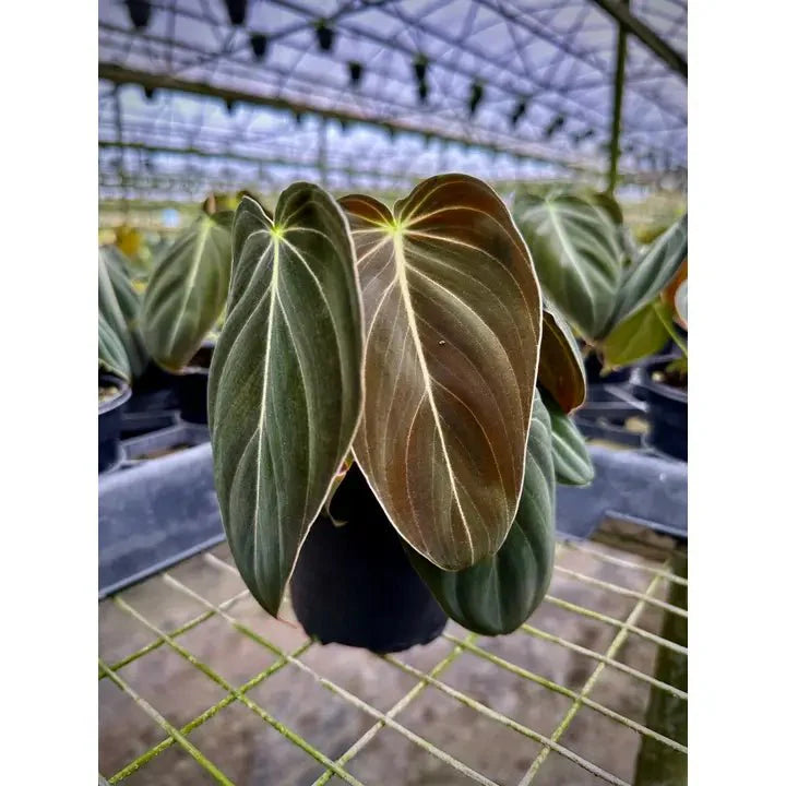 Philodendron Melanochrysum – Black Gold Philodendron | Rare Aroid