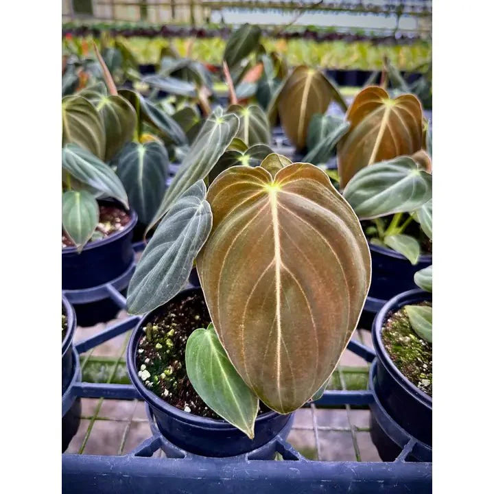  Philodendron Melanochrysum – Black Gold Philodendron | Rare Aroid