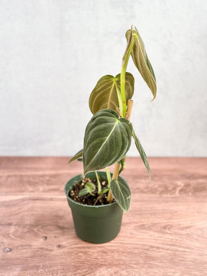  Philodendron Melanochrysum – Black Gold Philodendron | Rare Aroid