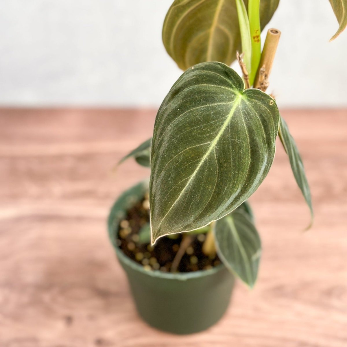  Philodendron Melanochrysum – Black Gold Philodendron | Rare Aroid
