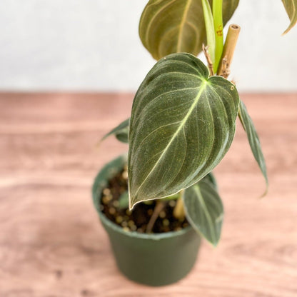  Philodendron Melanochrysum – Black Gold Philodendron | Rare Aroid