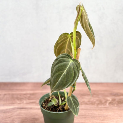  Philodendron Melanochrysum – Black Gold Philodendron | Rare Aroid