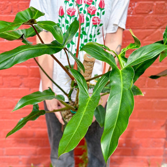  Philodendron Mexicanum - Mexican Tree Philodendron - 6 Inch
