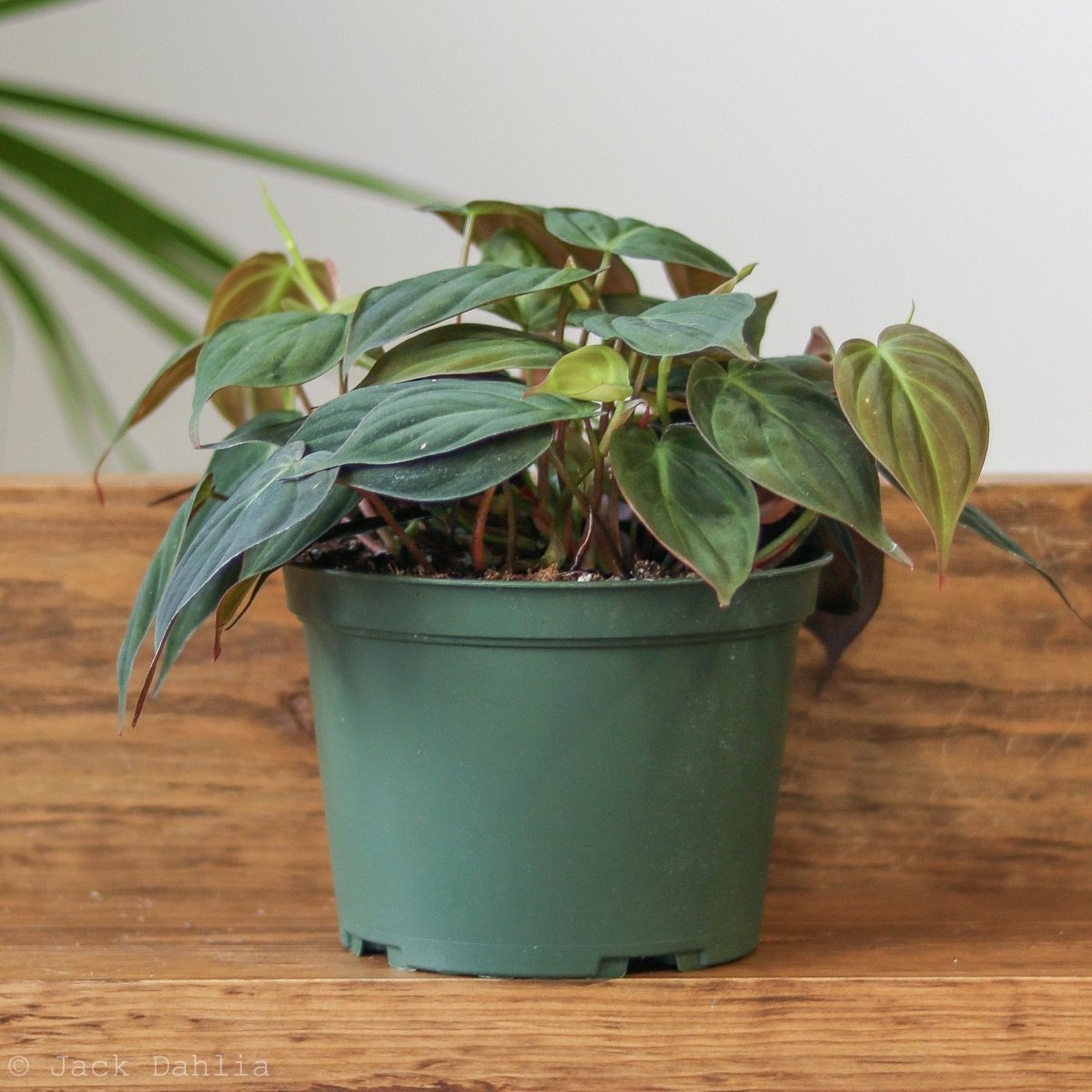  Philodendron Micans