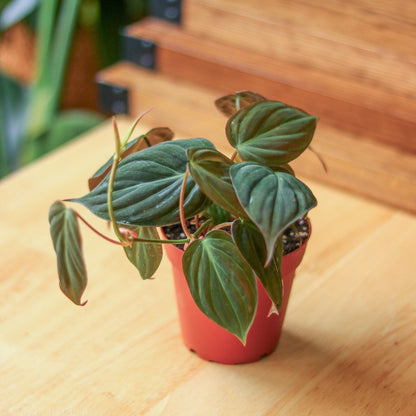  Philodendron Micans