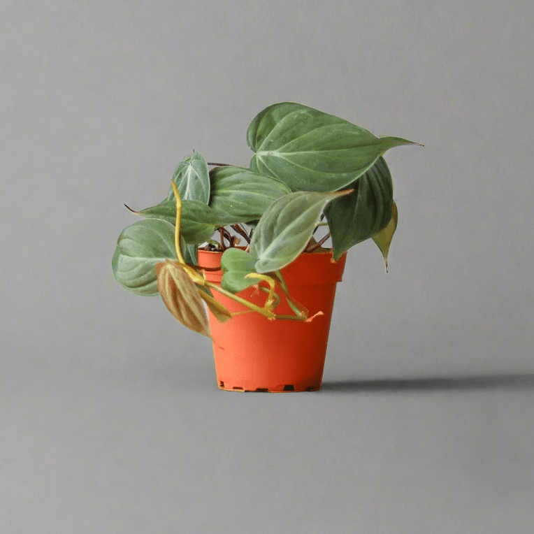  Philodendron Micans