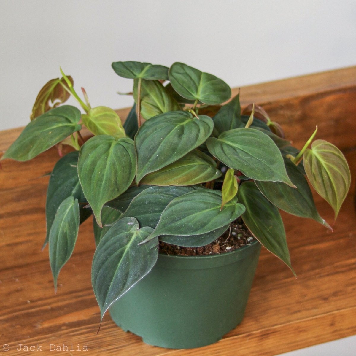  Philodendron Micans