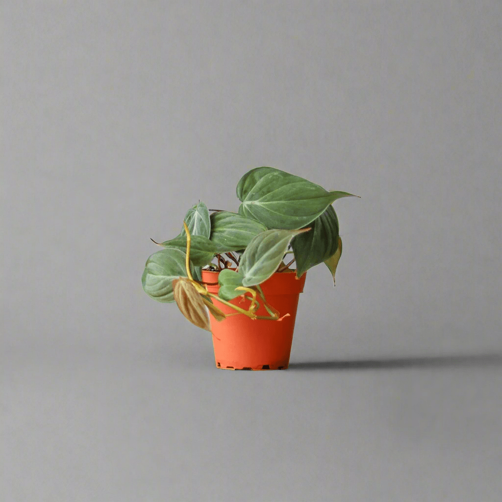  Philodendron Micans