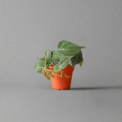  Philodendron Micans