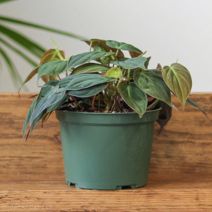  Philodendron Micans- Velvet Philodendron Hanging Basket