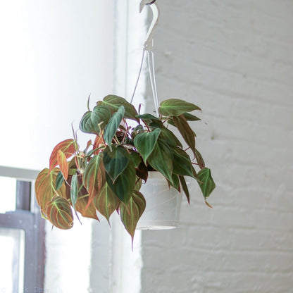  Philodendron Micans- Velvet Philodendron Hanging Basket