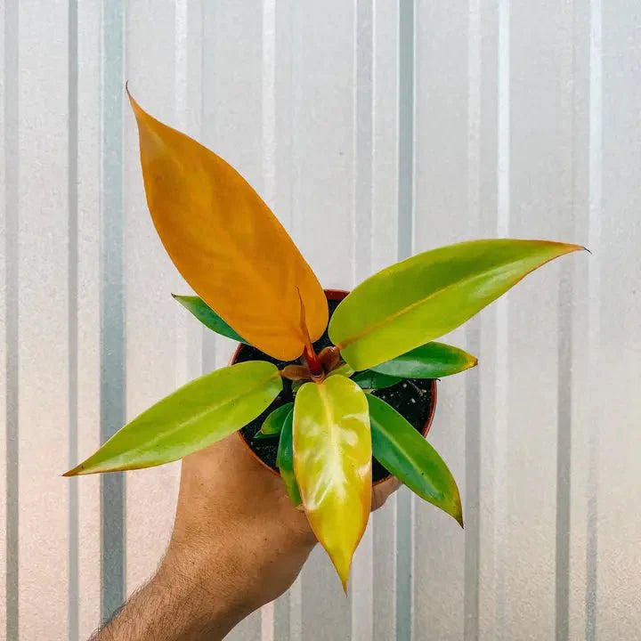  Philodendron 'Prince Of Orange'