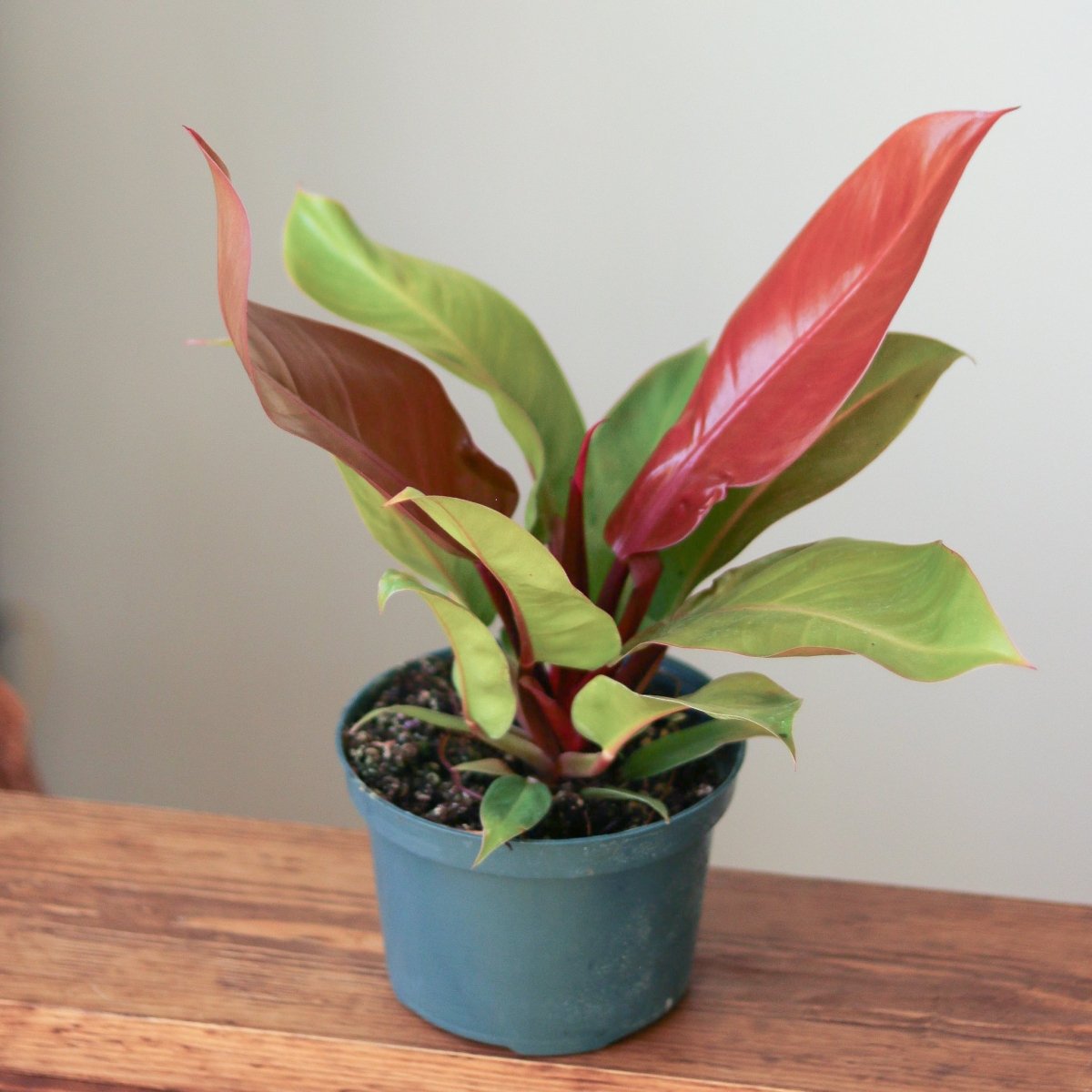  Philodendron 'Prince Of Orange'