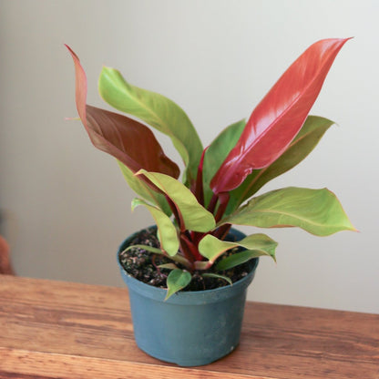  Philodendron 'Prince Of Orange'