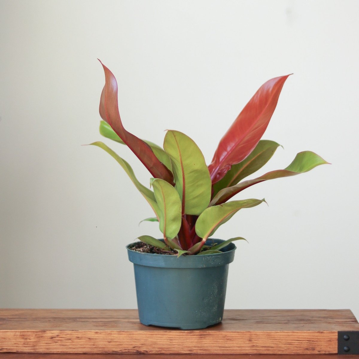  Philodendron 'Prince Of Orange'