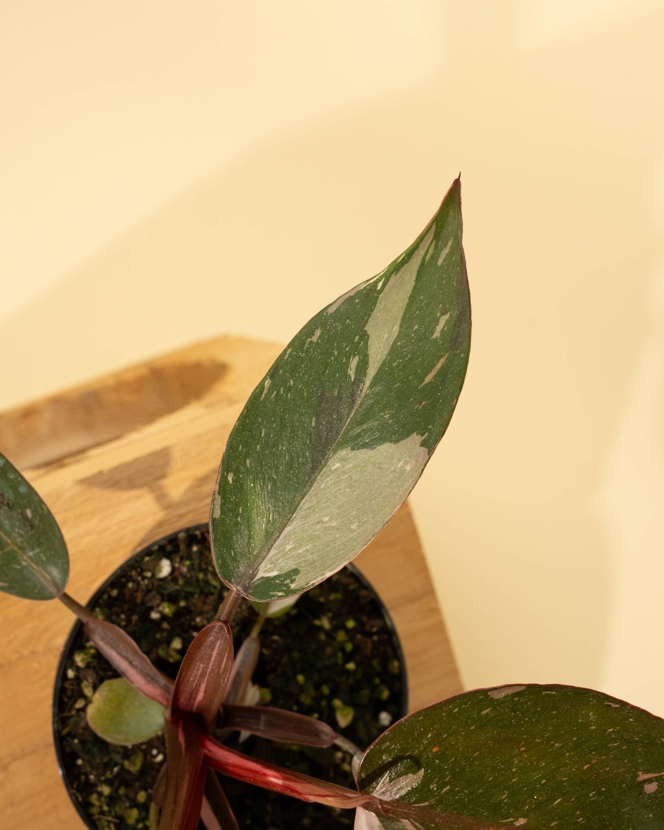  Philodendron Red Anderson ‘Pink Knight’ – Rare Variegated Hybrid