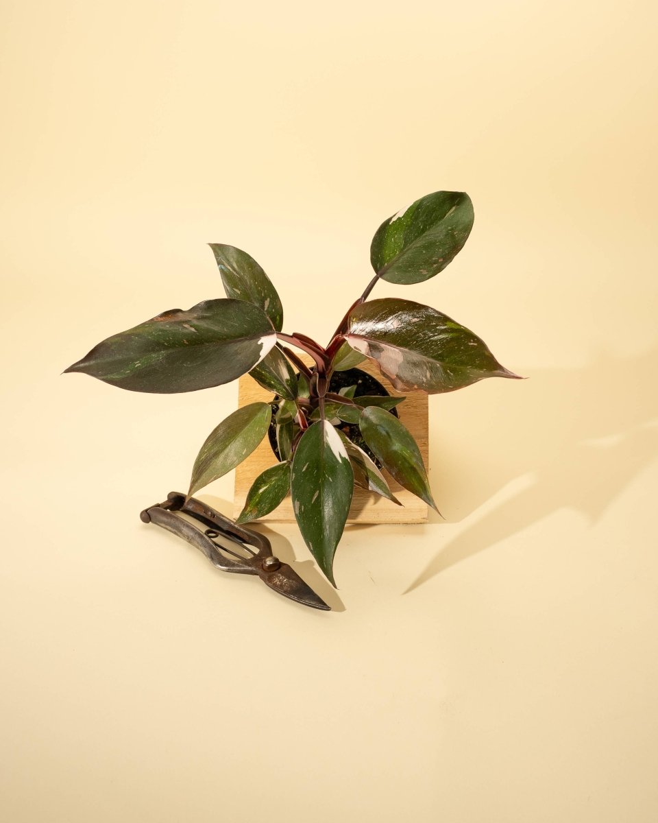  Philodendron Red Anderson ‘Pink Knight’ – Rare Variegated Hybrid