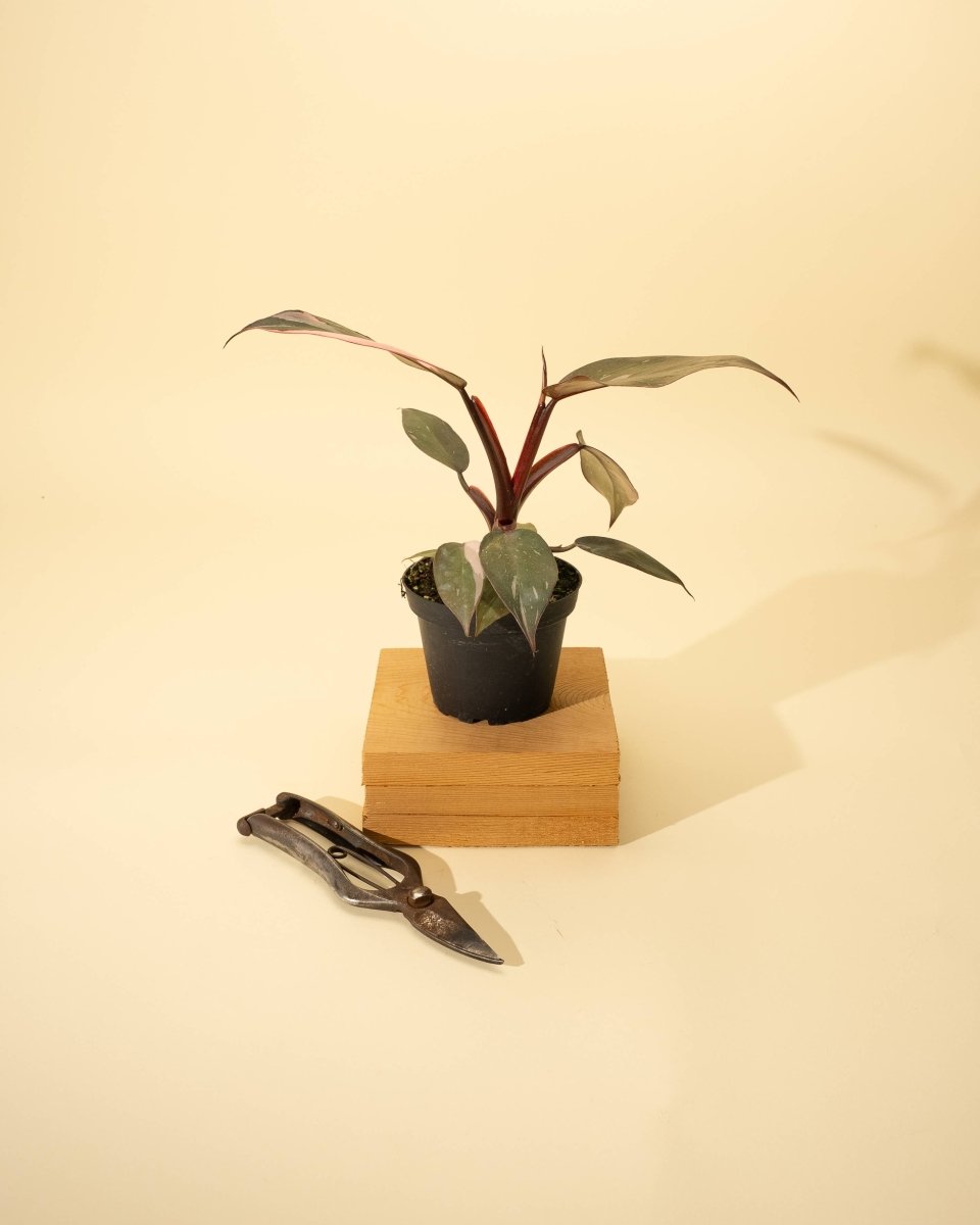  Philodendron Red Anderson ‘Pink Knight’ – Rare Variegated Hybrid