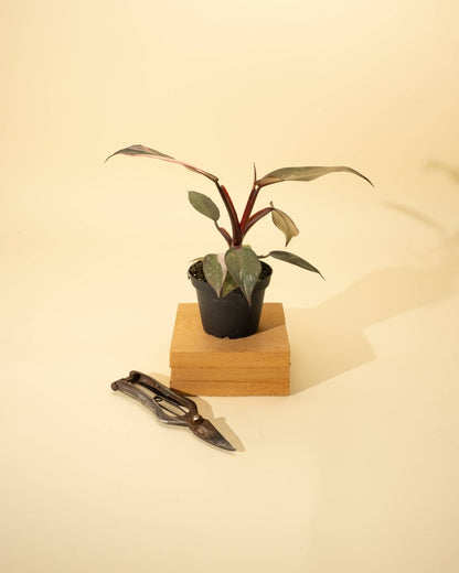  Philodendron Red Anderson ‘Pink Knight’ – Rare Variegated Hybrid