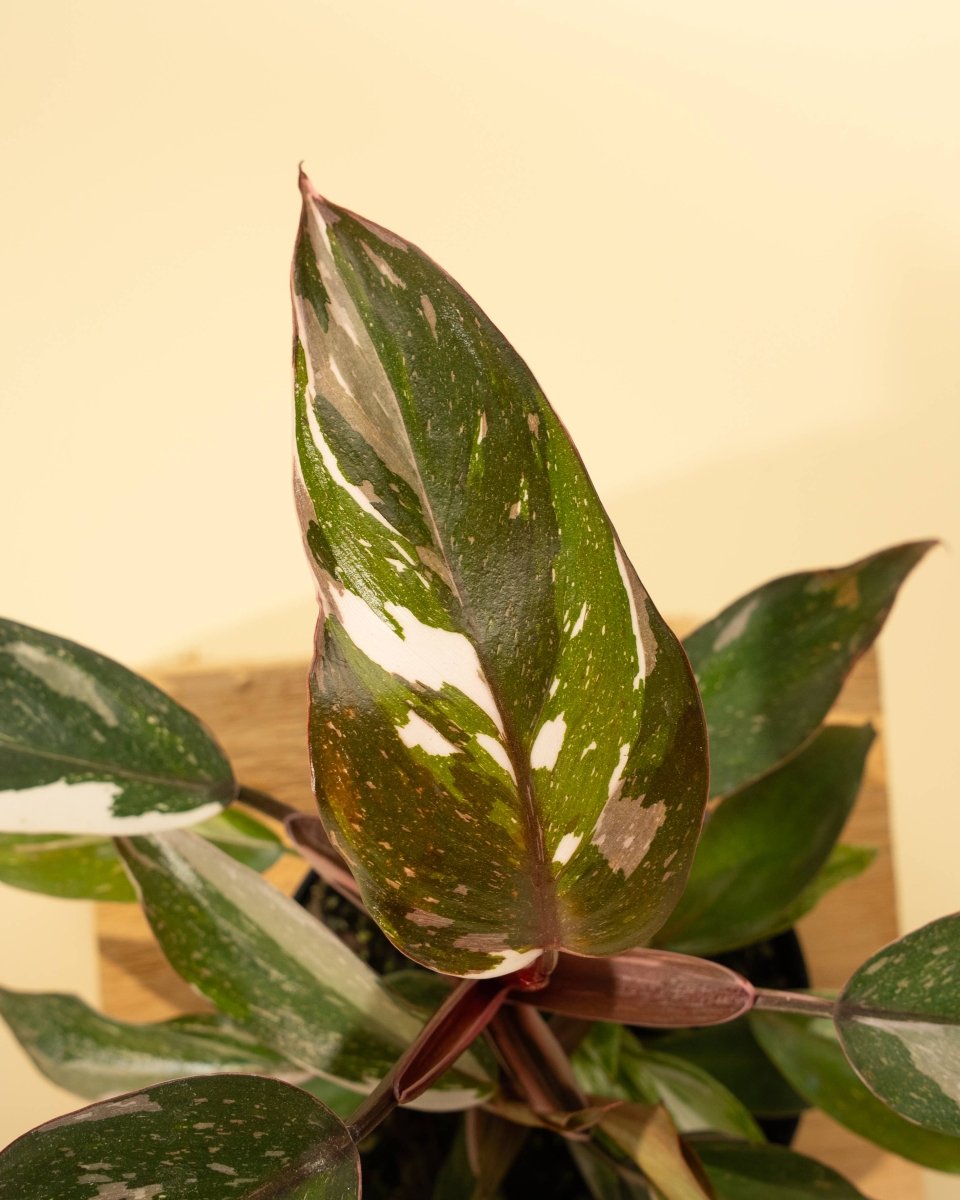  Philodendron Red Anderson ‘Pink Knight’ – Rare Variegated Hybrid