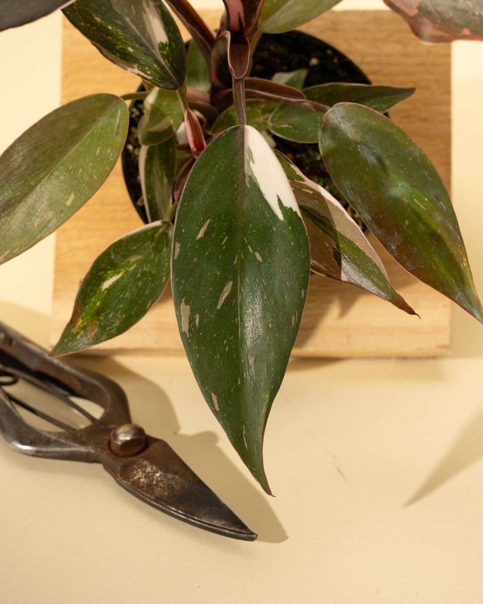  Philodendron Red Anderson ‘Pink Knight’ – Rare Variegated Hybrid