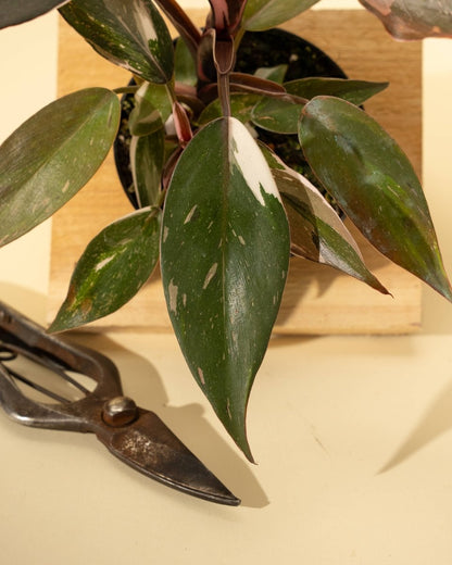  Philodendron Red Anderson ‘Pink Knight’ – Rare Variegated Hybrid