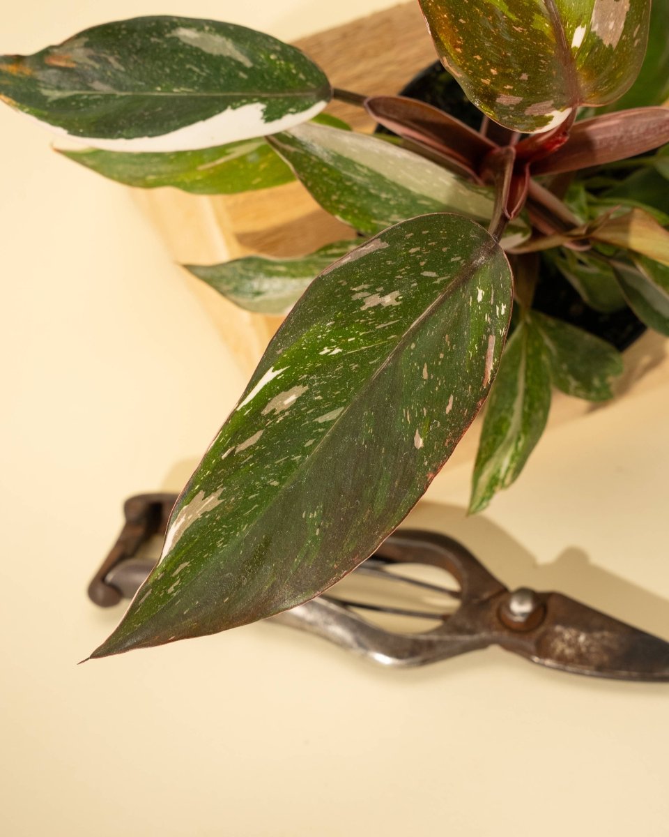  Philodendron Red Anderson ‘Pink Knight’ – Rare Variegated Hybrid