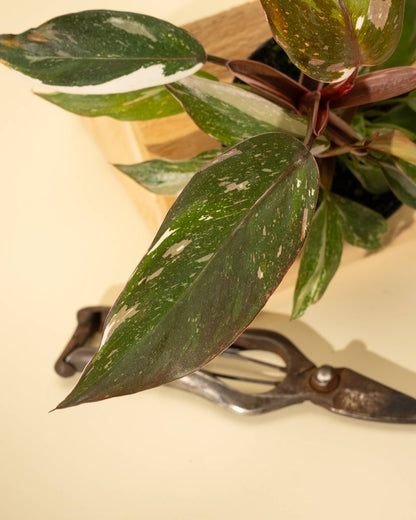  Philodendron Red Anderson ‘Pink Knight’ – Rare Variegated Hybrid
