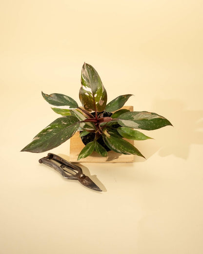  Philodendron Red Anderson ‘Pink Knight’ – Rare Variegated Hybrid