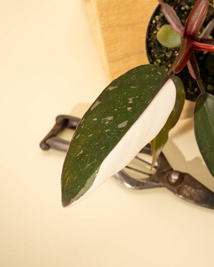  Philodendron Red Anderson ‘Pink Knight’ – Rare Variegated Hybrid
