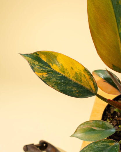  Philodendron Red Congo ‘Red Hot’ – Rare Variegated Houseplant