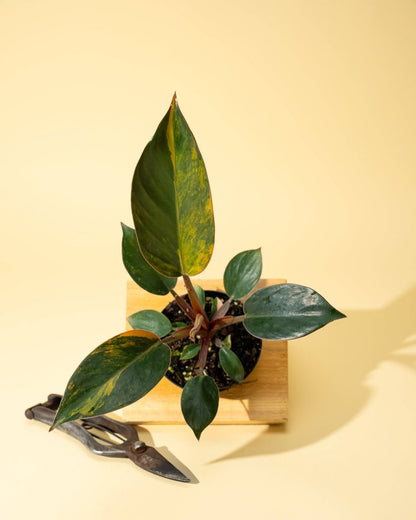  Philodendron Red Congo ‘Red Hot’ – Rare Variegated Houseplant