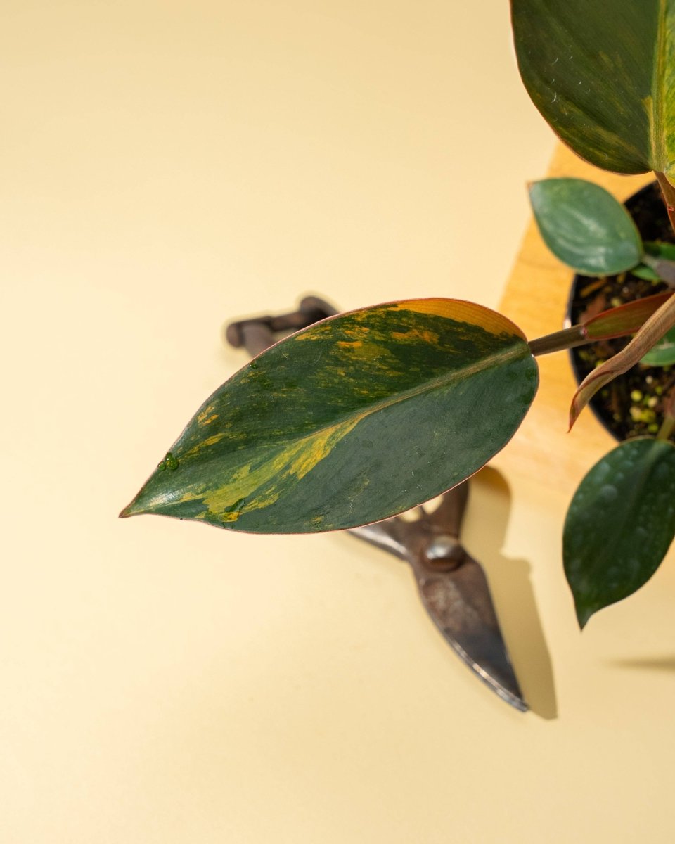  Philodendron Red Congo ‘Red Hot’ – Rare Variegated Houseplant