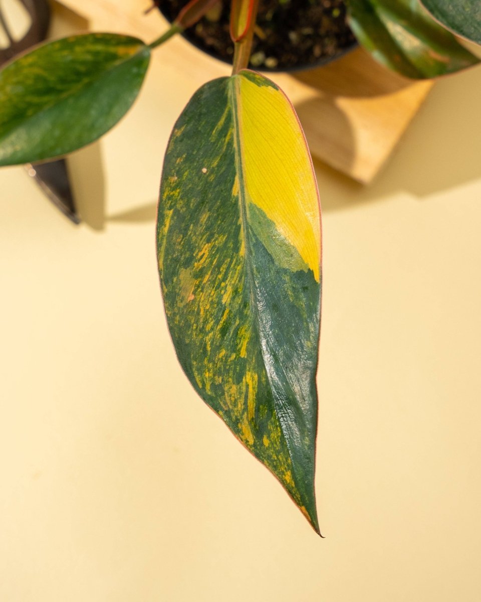  Philodendron Red Congo ‘Red Hot’ – Rare Variegated Houseplant