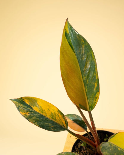  Philodendron Red Congo ‘Red Hot’ – Rare Variegated Houseplant