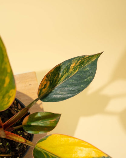  Philodendron Red Congo ‘Red Hot’ – Rare Variegated Houseplant