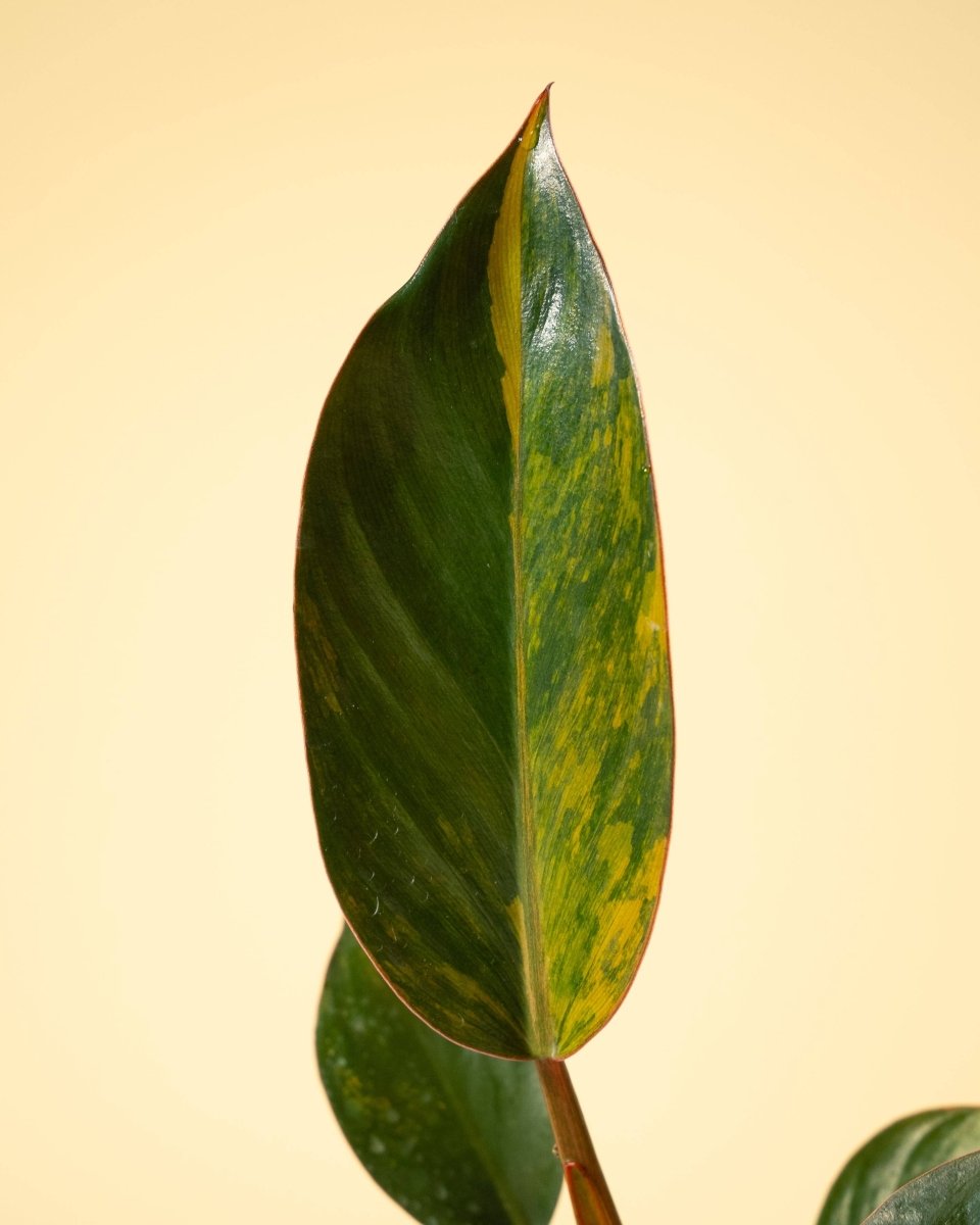  Philodendron Red Congo ‘Red Hot’ – Rare Variegated Houseplant