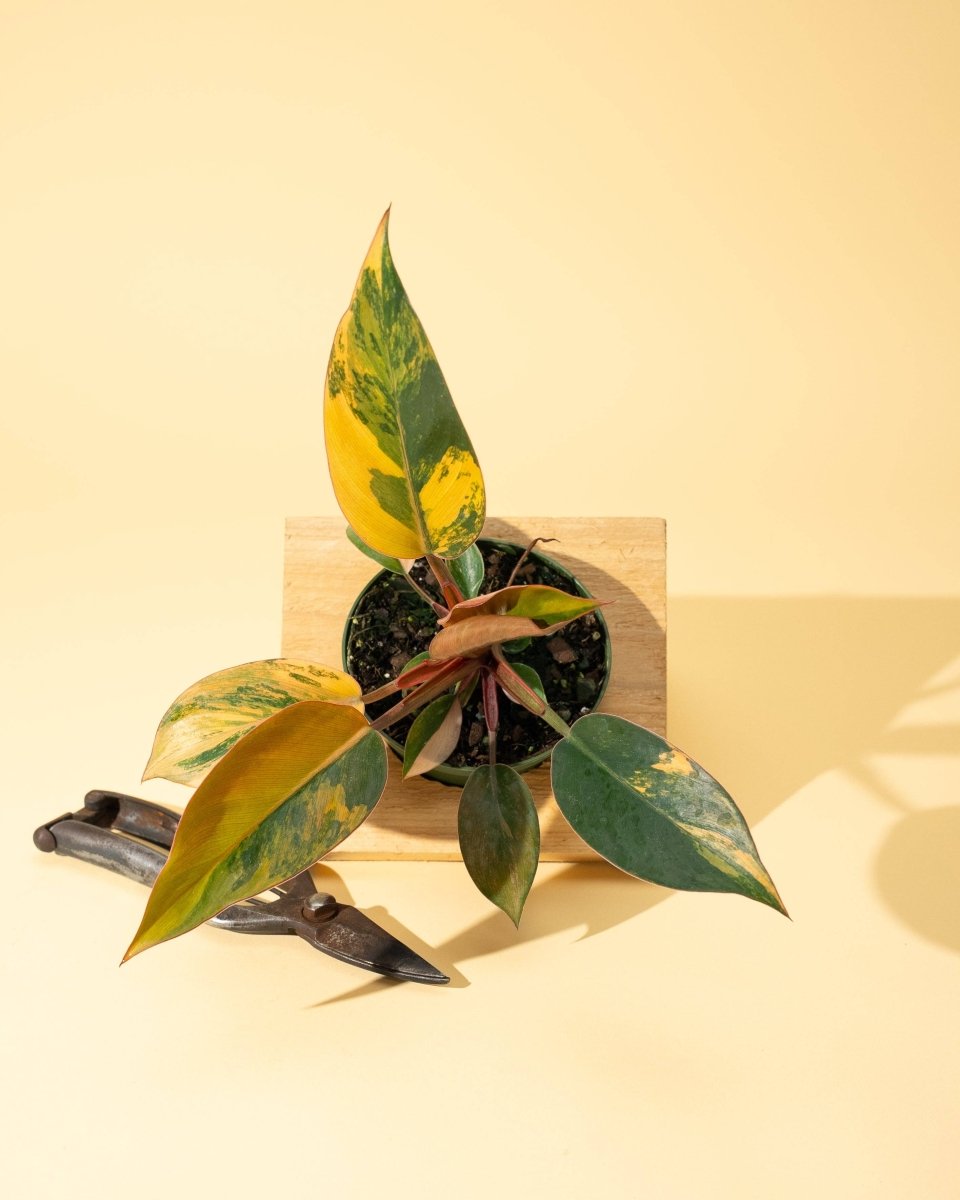  Philodendron Red Congo ‘Red Hot’ – Rare Variegated Houseplant