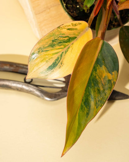  Philodendron Red Congo ‘Red Hot’ – Rare Variegated Houseplant
