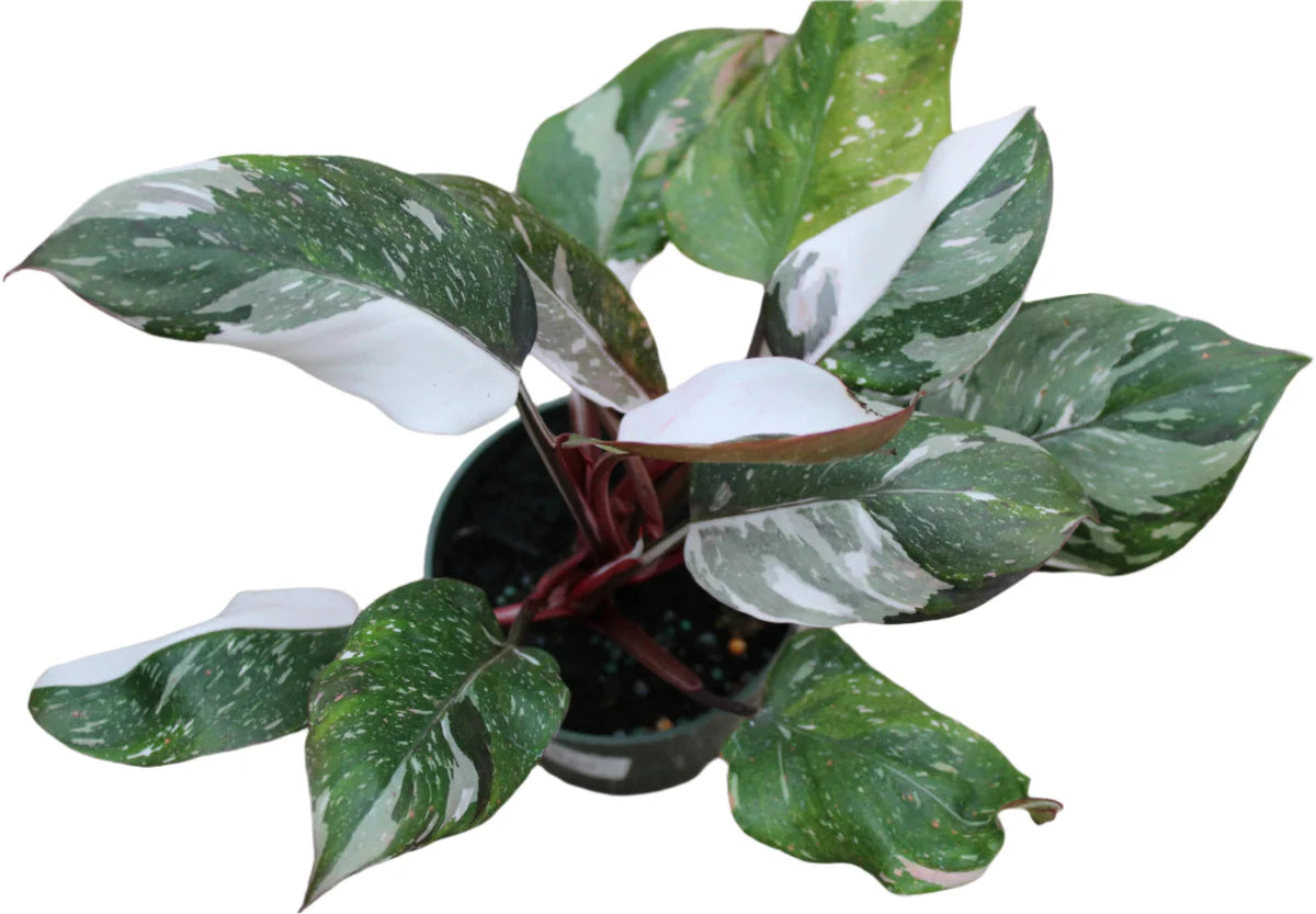  Philodendron Red Medusa™ – Rare Variegated Hybrid