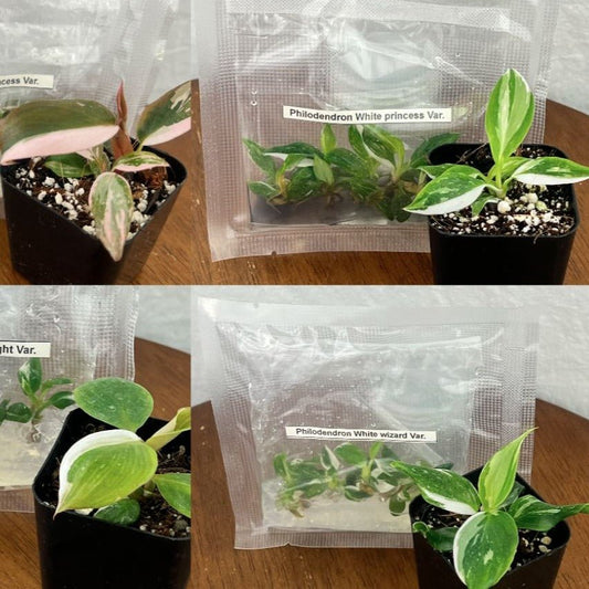 Philodendron Royal Flush Plantlets (4 Packs Of 5) -