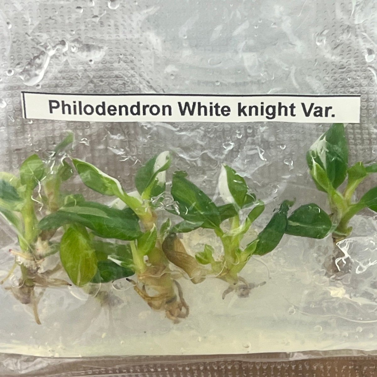 Philodendron Royal Flush Plantlets (4 Packs Of 5) -